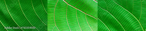 green leaf pattern background  nature texture
