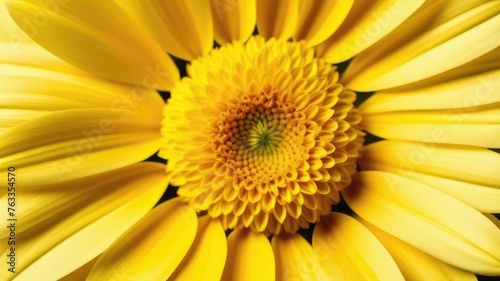 One yellow macro flower on yellow monochrome background. Copy space  place for text  empty space. View from above.