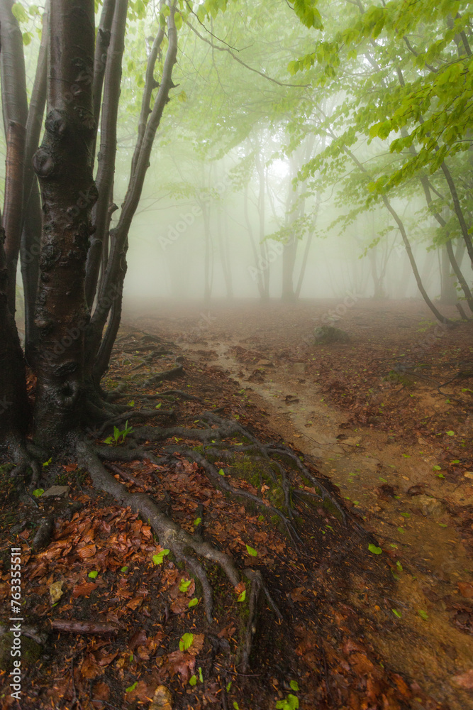 Obraz premium Foret dans le brouillard