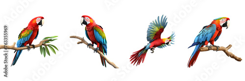 Set of macaw on transparent background Remove png