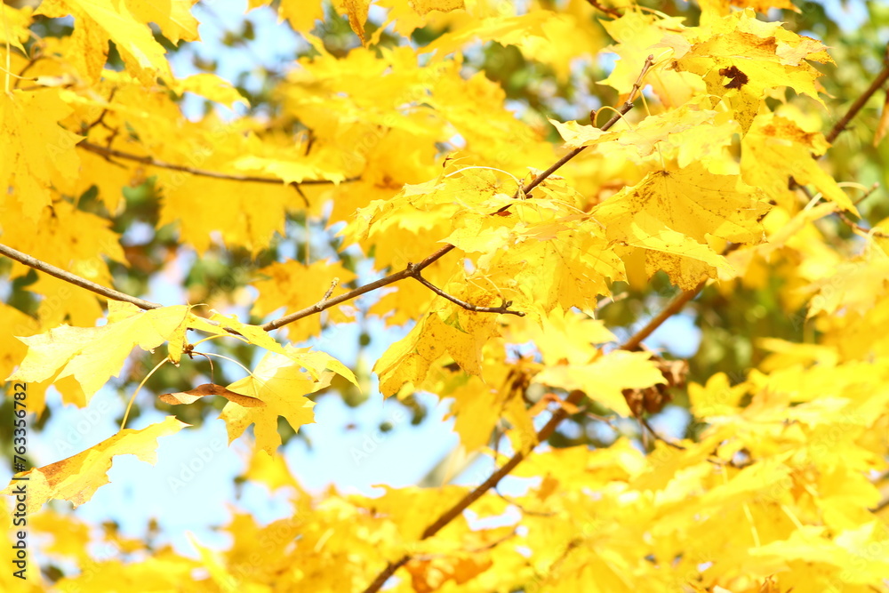 yellow autumn leaves yellow autumn leaves