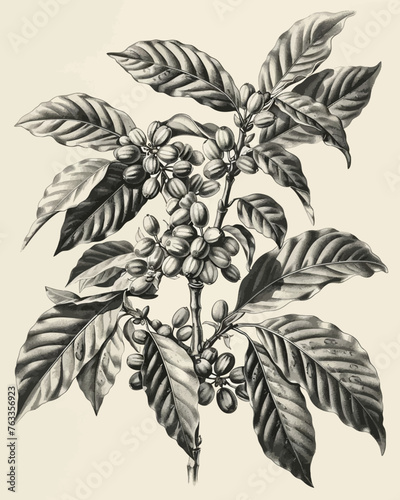 Plants of Coffee Arabica Beans