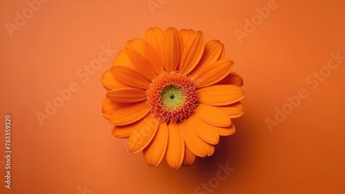 One orange calendula flower on orange monochrome background. Copy space, place for text, empty space. View from above. marigold flower.