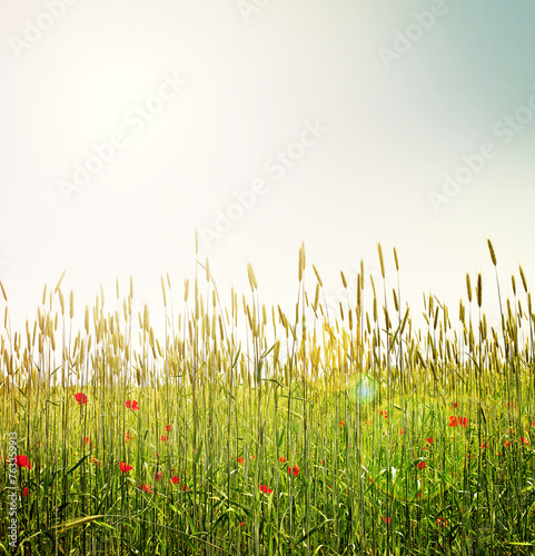 Blue sky, nature and grass in field with flowers for environment, ecosystem and landscape. Natural background, sunshine and plants for growth, spring and earth for agriculture, farming and ecology