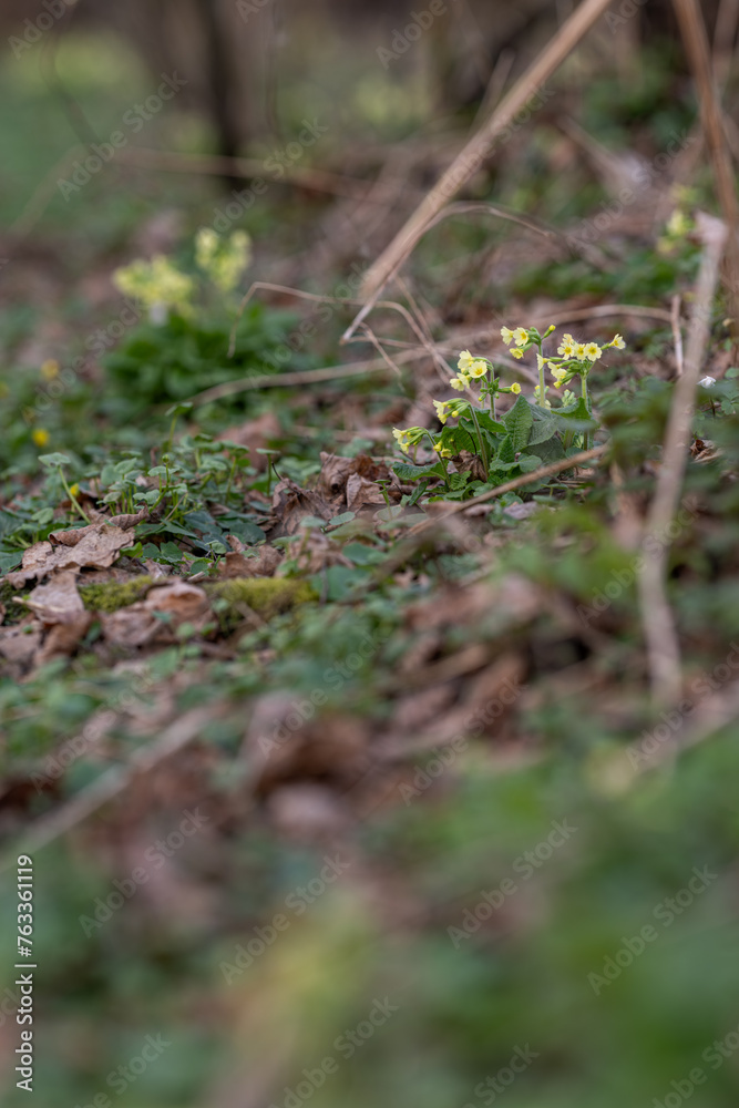 Primrose with yellow flowers outdoors in nature. Primrose with yellow flowers outdoors in nature.