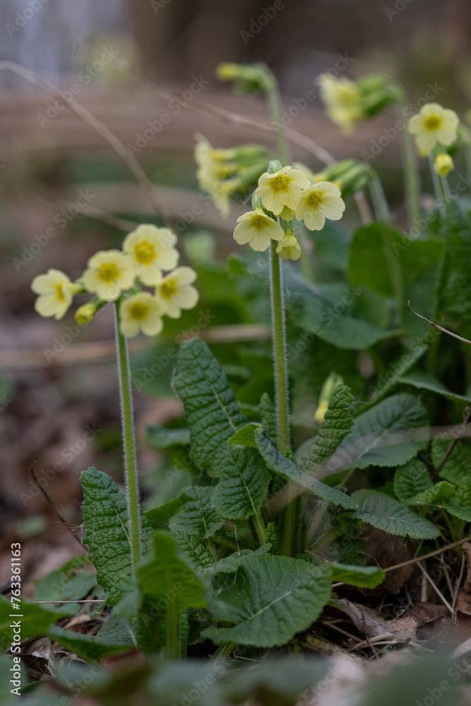 Primrose with yellow flowers outdoors in nature. Primrose with yellow flowers outdoors in nature.