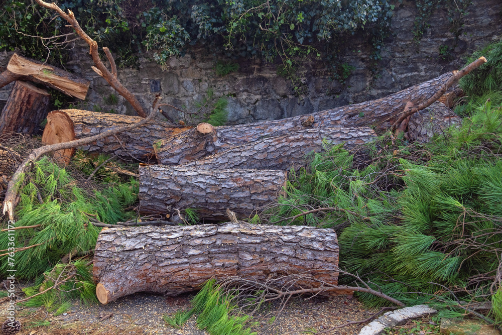 Fototapeta premium Freshly cut pine tree trunk on courtyard
