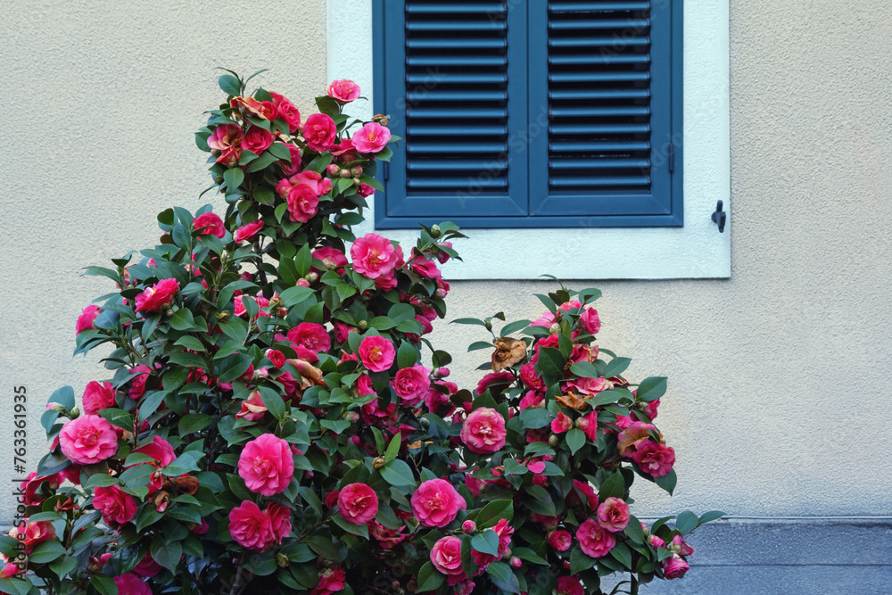 Spring flowers. Beautiful camellia bush in bloom near window