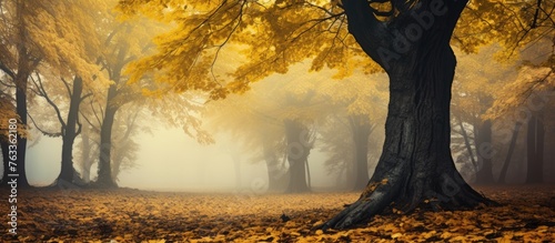 Foggy forest with trees she...