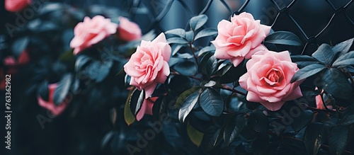 Pink roses on dark metal fe...