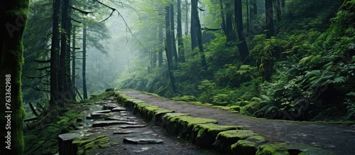 A stone pathway covered with moss in a forest © vxnaghiyev