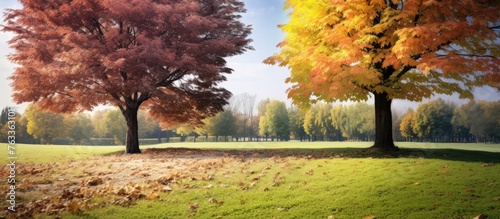 Two trees with fallen leave...