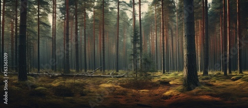 A fallen tree amidst a dense woods