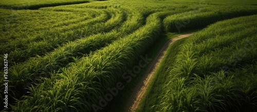 Aerial sugarcane field view...