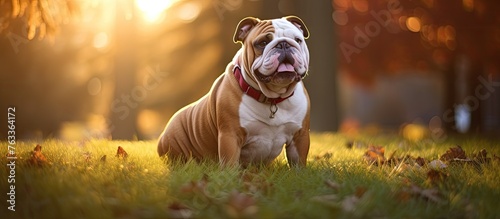 Dog sitting in sunny grass,...