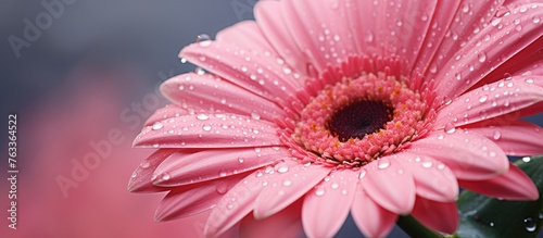 Pink flower with water drop...