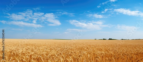 Wheat field under clear blu...