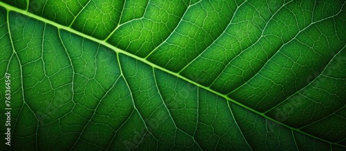 A single green leaf against...