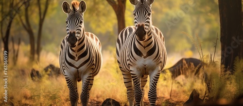 Zebras standing in the gras...