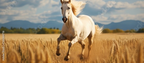 A white horse gallops in a ...