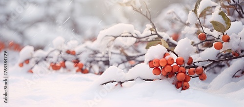 Tree with snow-covered berries