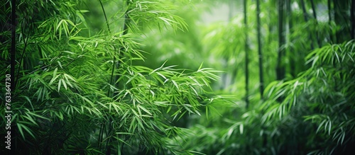 Close up of green bamboo tr...