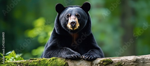 Asian black bear sitting on...