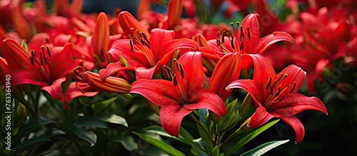 Red flowers blooming in outdoor garden photo