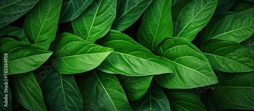 Close-up of lush green foli...