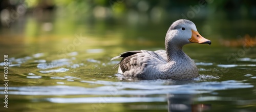 A duck swimming in the river
