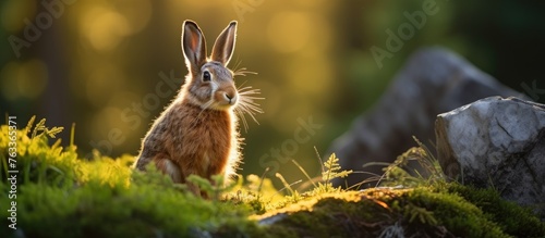 A rabbit on mossy hill bask...