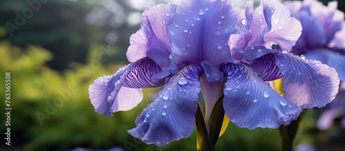 Purple iris with water drop...