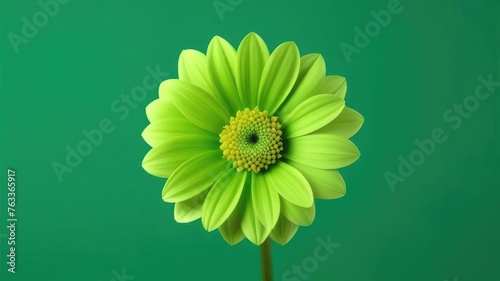 One green flower on green monochrome background. Copy space, place for text, empty space. View from above.