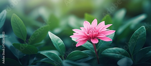 A pink flower grows in a field