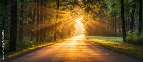 Road in Forest with Sunlight Through Trees