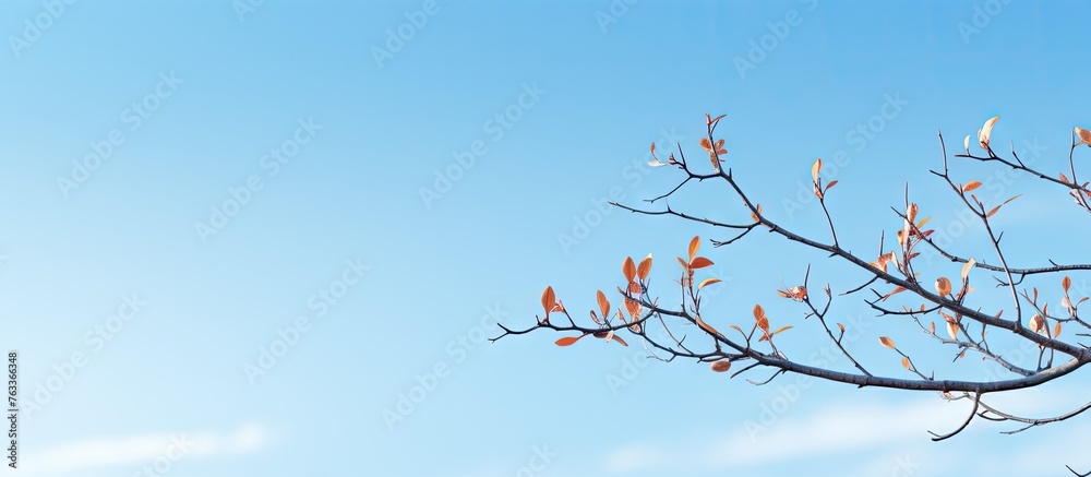 Obraz premium Close-up of tree leaves