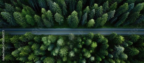 A road cutting through dens...
