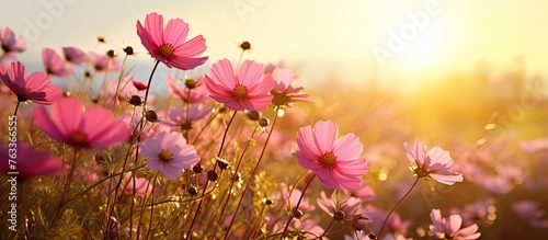 Wildflowers glowing in the ...
