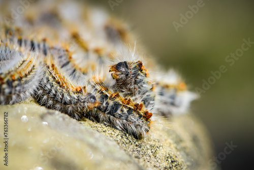 View on processionary caterpillar in the forest of Fontainebleau © AUFORT Jérome