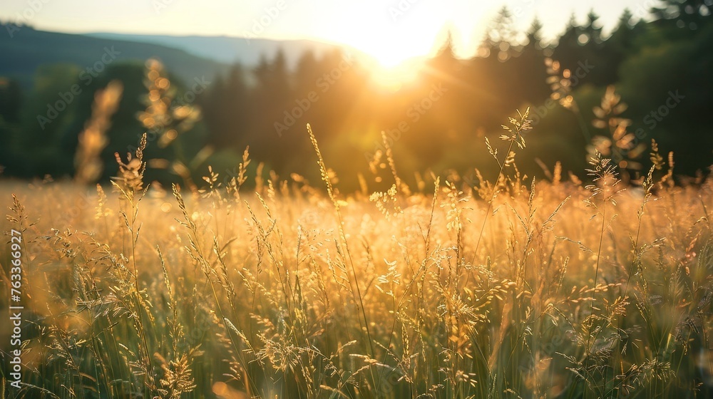 Fototapeta premium Beautiful panoramic background of grasses on a field