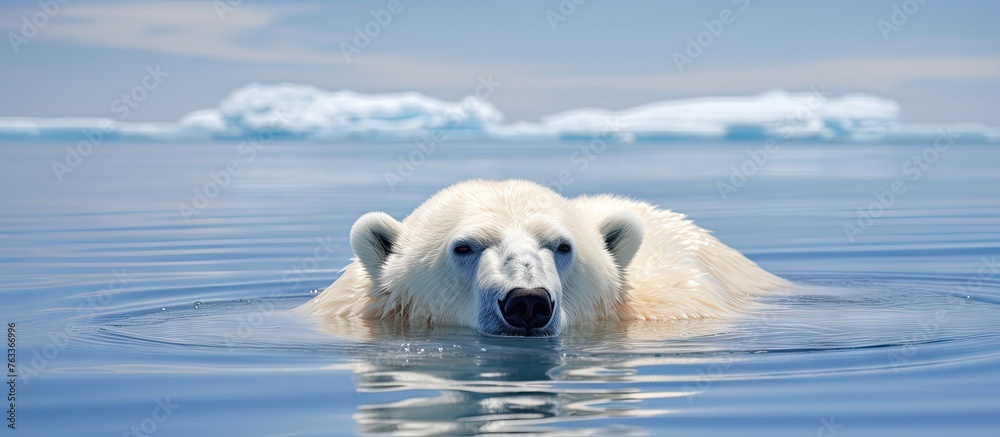 A polar bear swimming in the ocean close up on a melting ice floe A polar bear swimming in the ocean close up on a melting ice floe