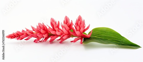 Pink flower and green leave...