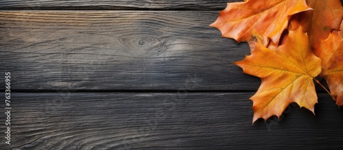 Close-up view of leaf on wo...