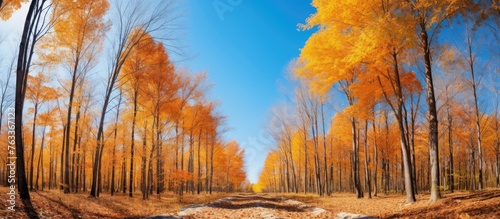 A serene pathway in the woo...