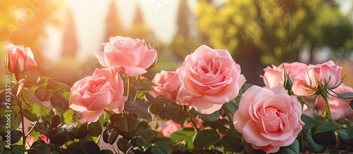 Pink roses in a garden with...