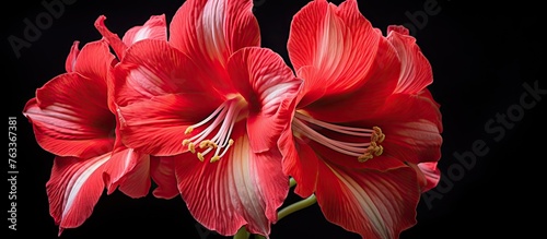 Two red flowers on black ba...