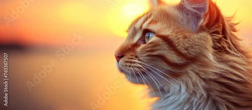 Cat mesmerized by setting sun