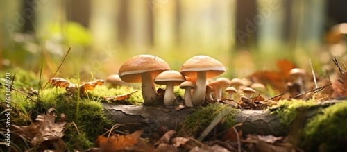 Fresh mushrooms on tree tru...