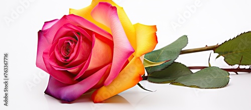 Colorful rose with green le...