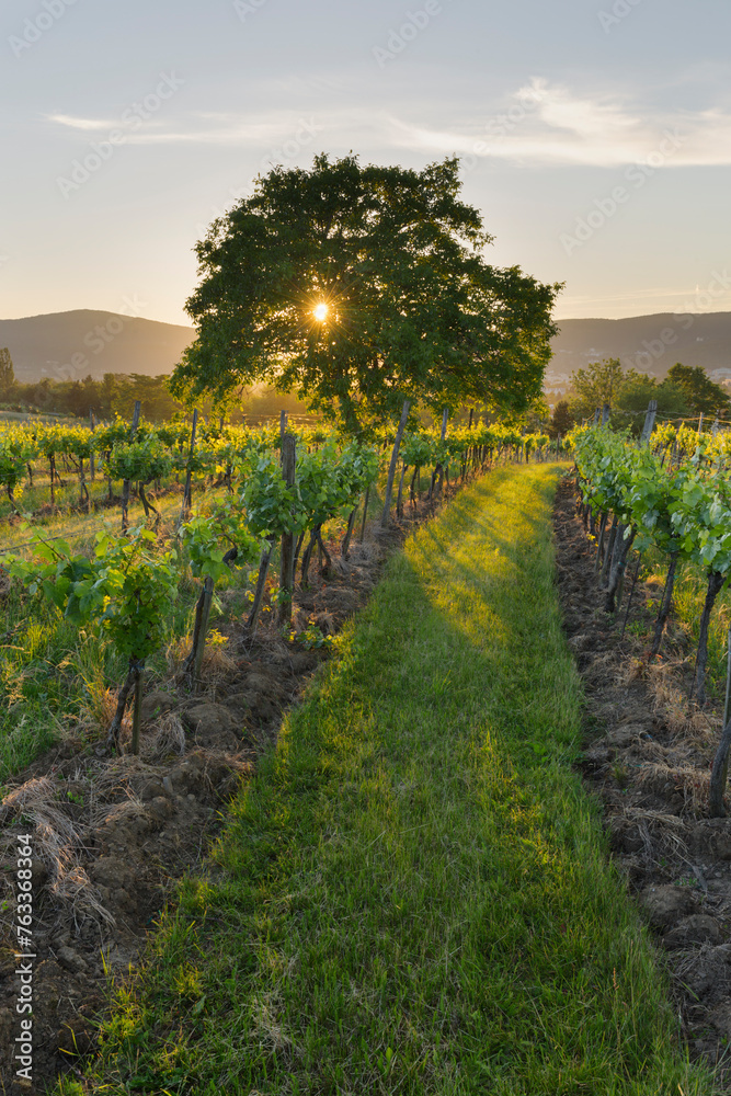 Obraz premium Sonneuntergang am Harterberg, Weinberge, Wienerwald, Baden bei Wien, Niederösterreich, Österreich